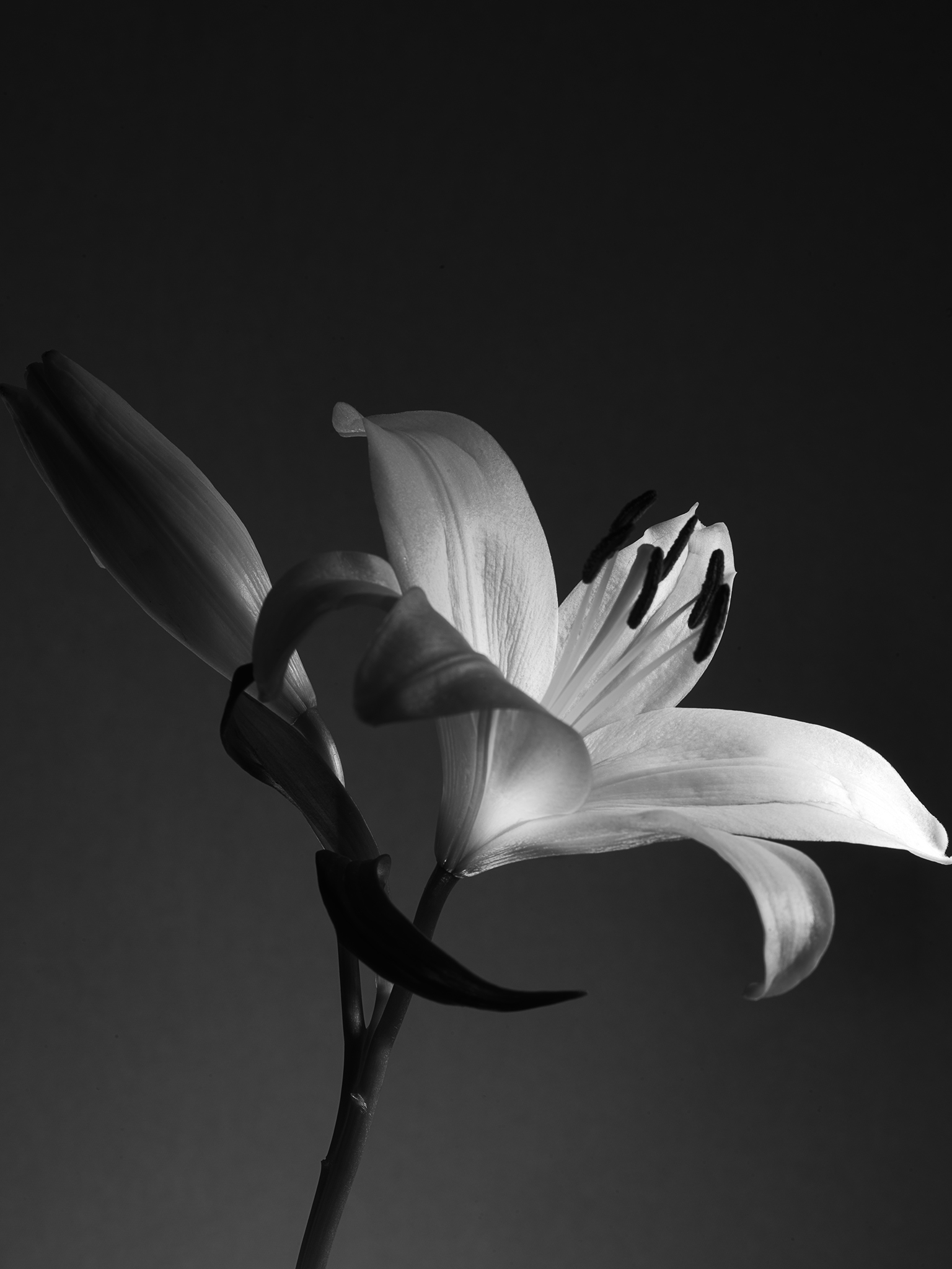 Cimematic botanical monochrome with red fine art lily by Thabit in chiaroscuro