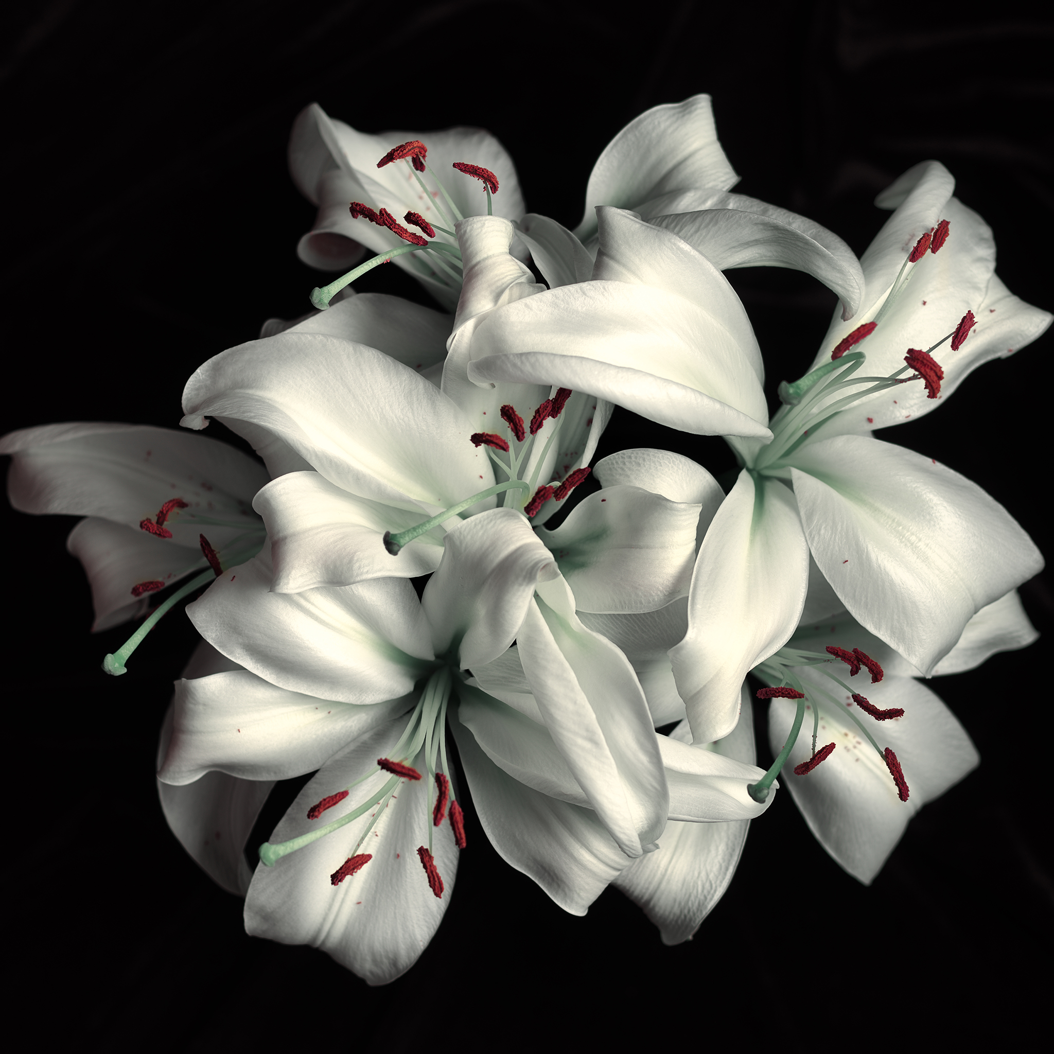a Collection of Lilies shot with a medium format Hasselblad
