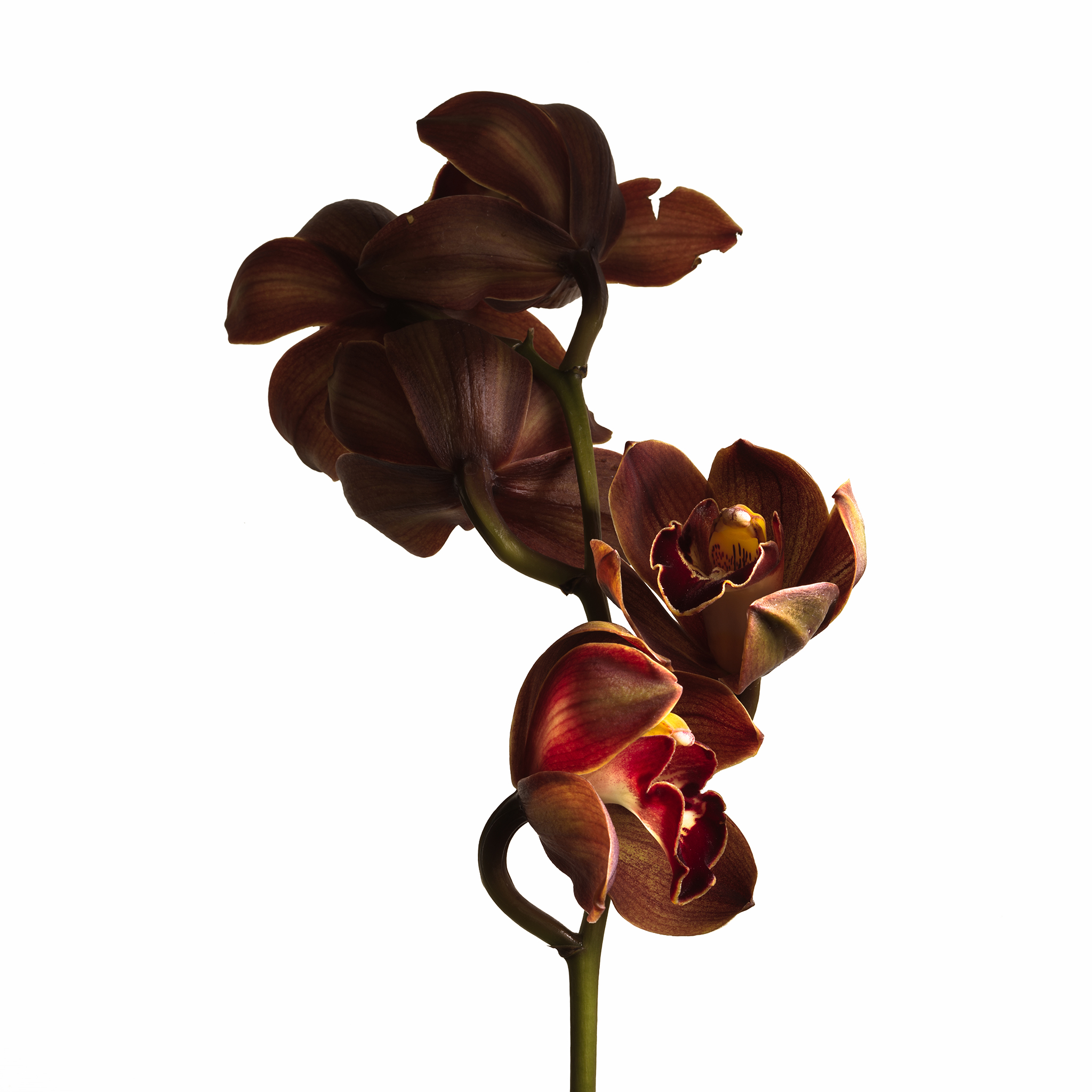 a High-key study of a brown Orchid with chiaroscuro by Thabit
