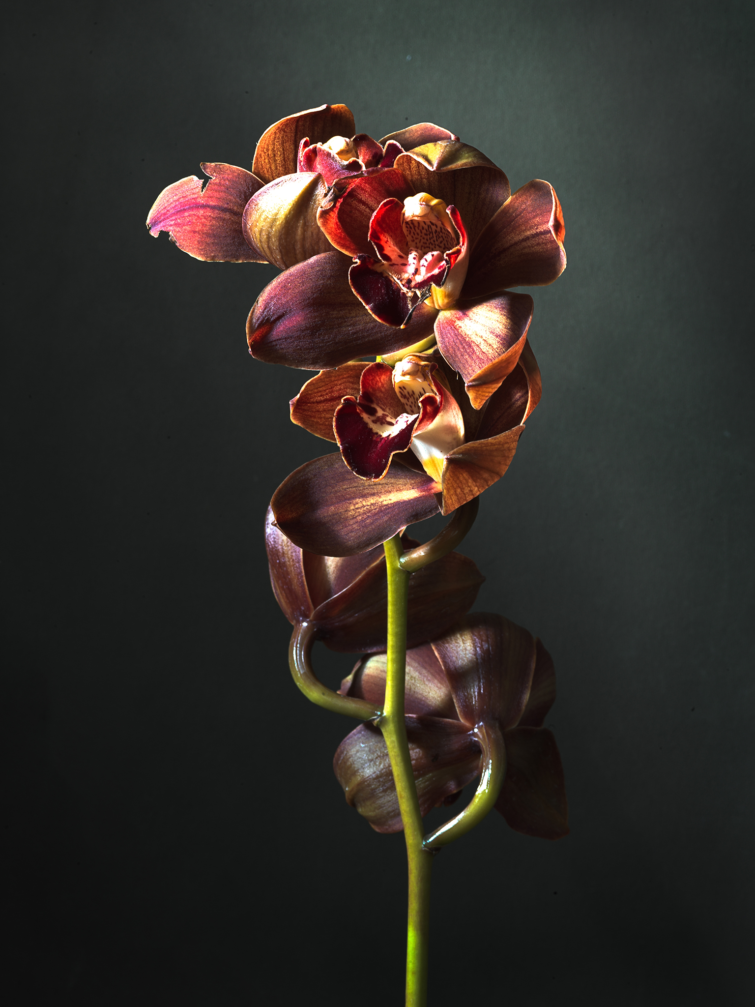 a Moody Orchid on an Oliphant canvas in a painterly or chiaroscuro style by Thabit
