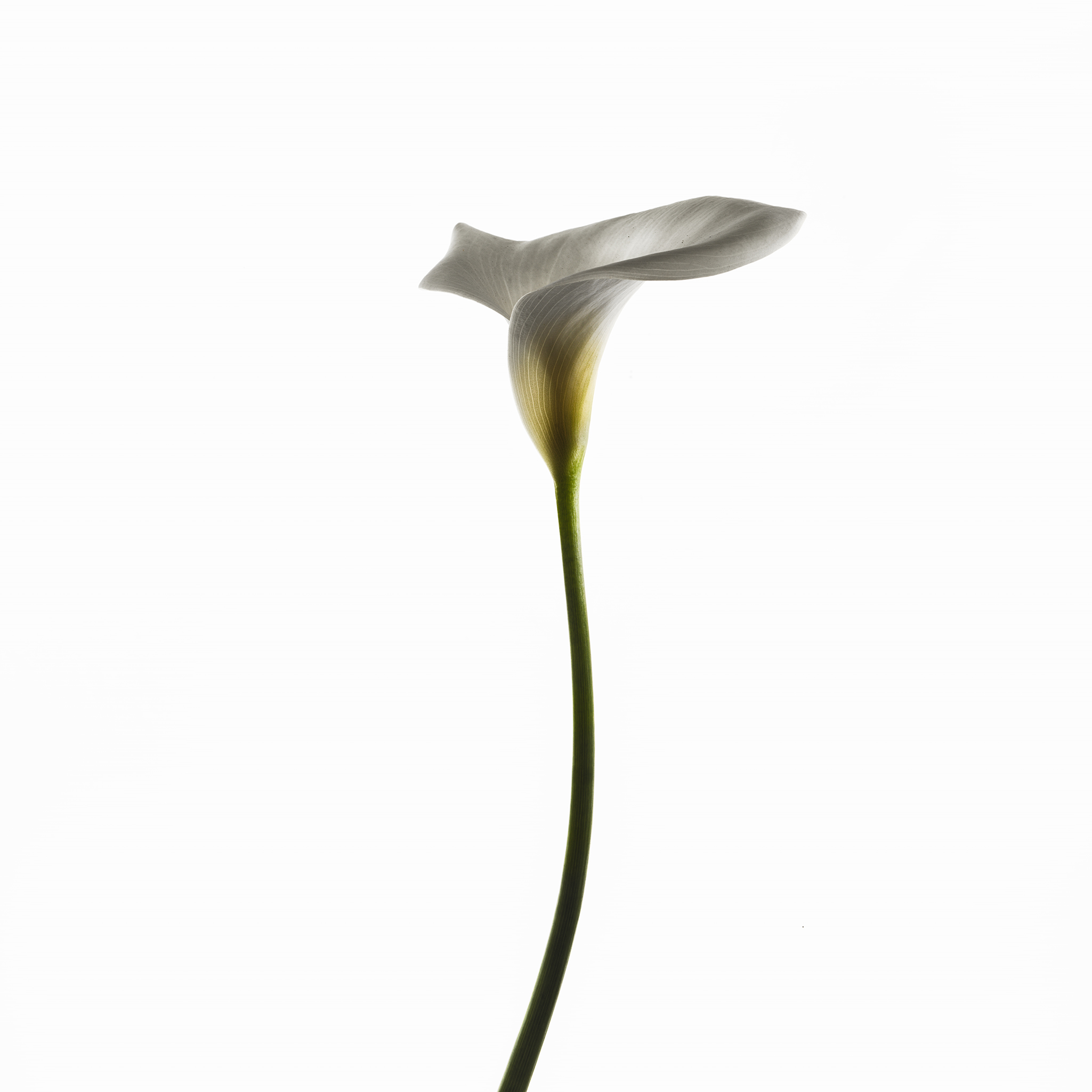 brown lily by Thabit still life fine art botanical