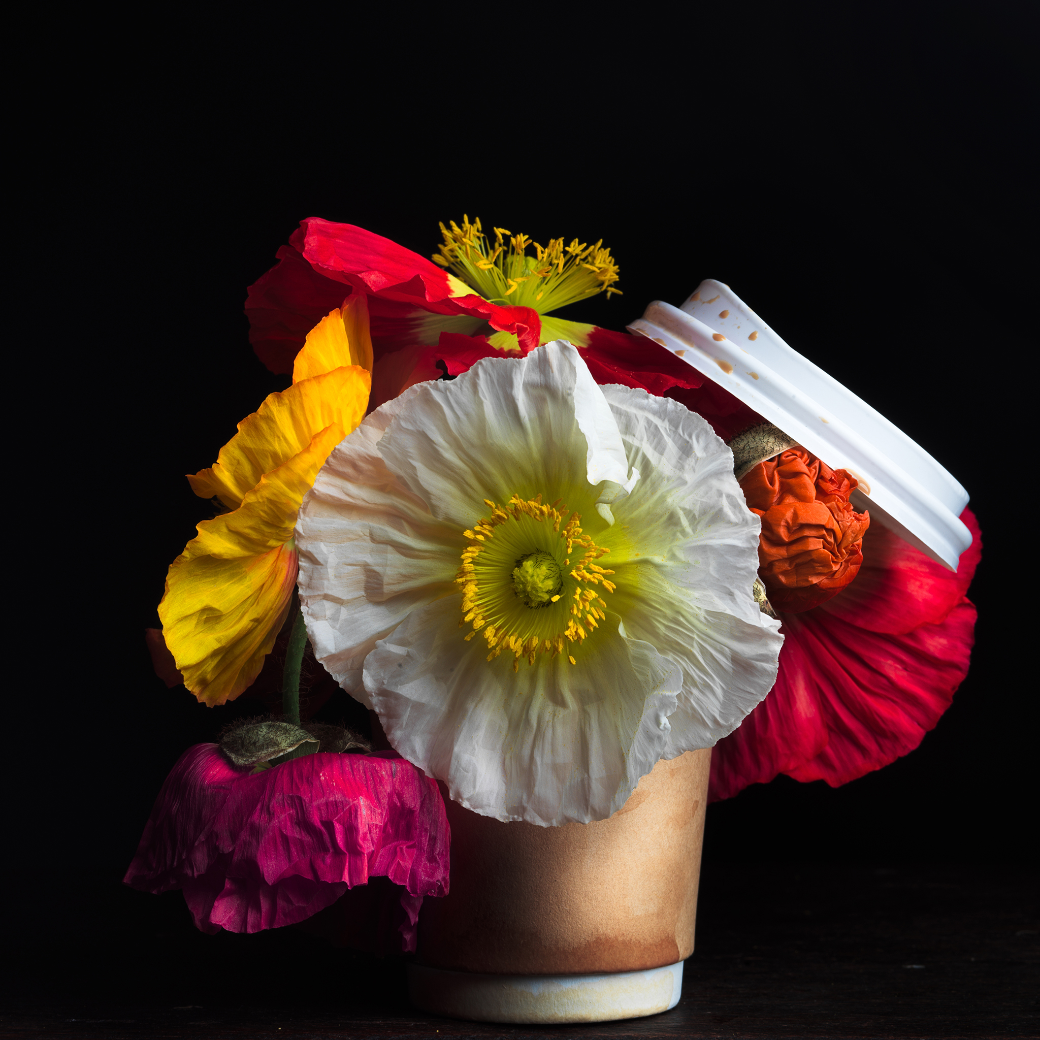 Poppies botanical fine art by Thabit on a Hasselblad medium format camera