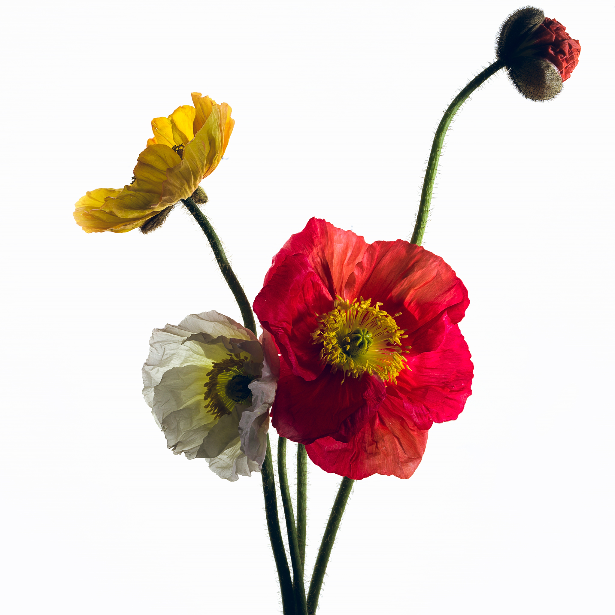A coffee cup with poppies with red yellow white against a black backdrop by Thabit