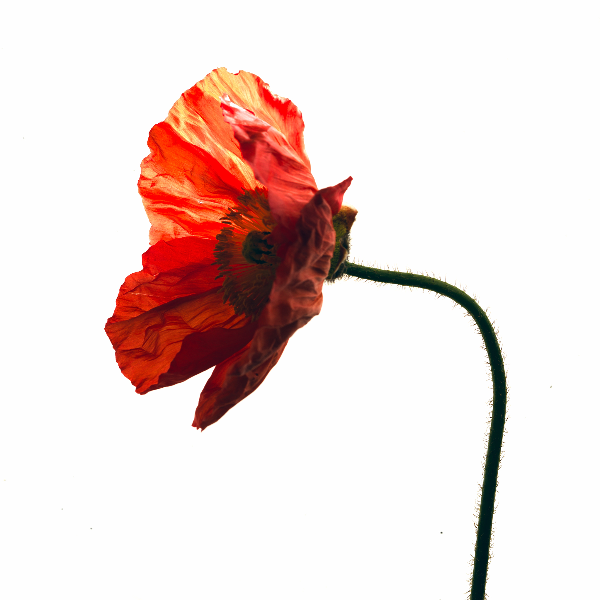 Minimalist high-key photograph of a red poppy stem by Thabit